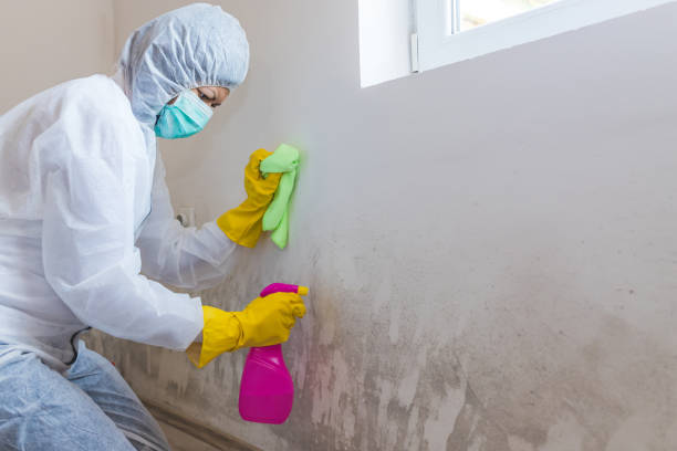 Environmental Consulting for Mold Prevention in Tukwila, WA